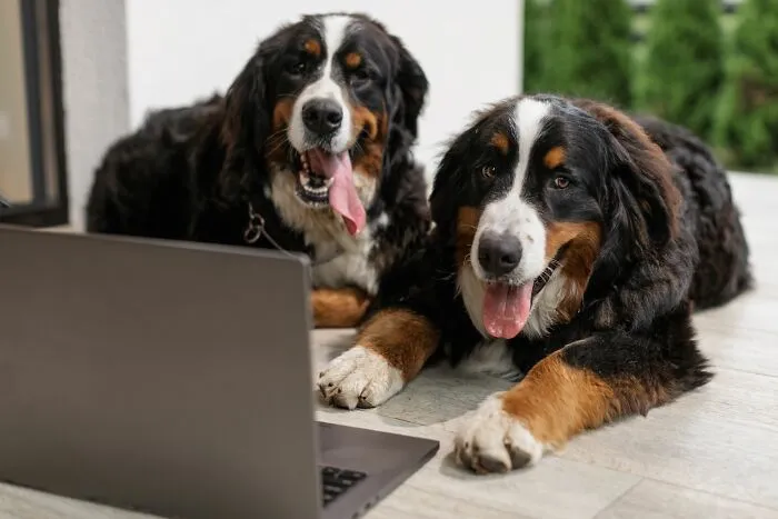 Two Bernese Mountain dogs looking at an open laptop, hinting at unexpected pet Airbnb stories.