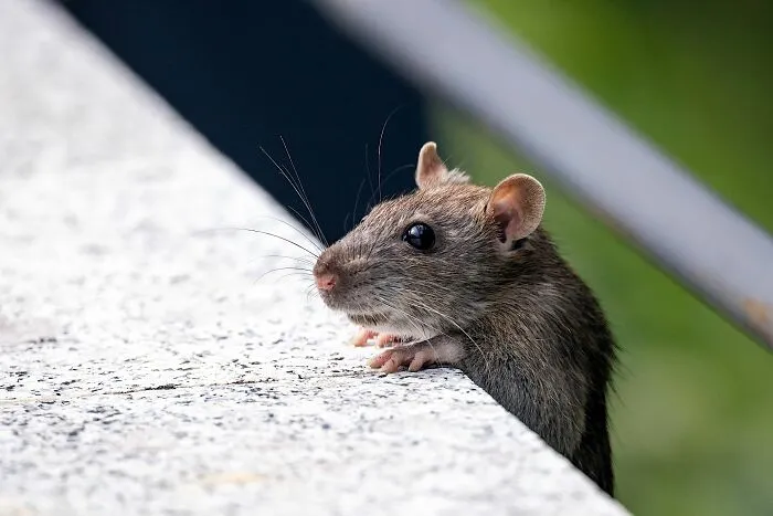 A small brown rat looking over a ledge, showcasing wild guest encounters from Airbnb Host experiences.