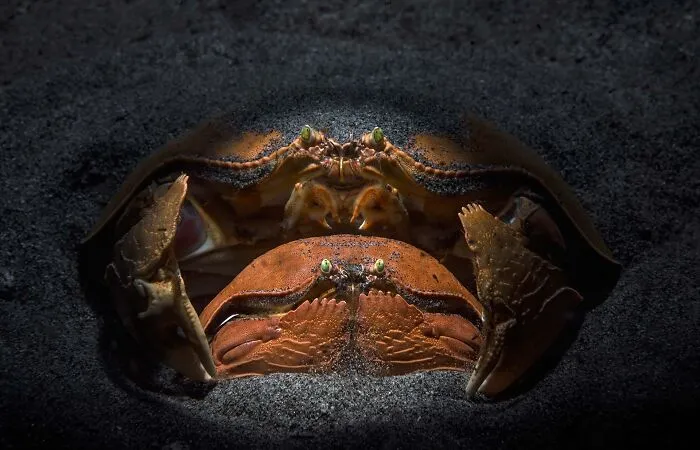 Close-up of two crabs buried in black sand, showcasing award-winning nature photography from Npoty.