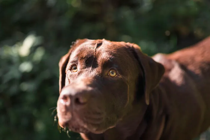 Close up of a brown chocolate labrador dog looking alert during spooky things people experienced.