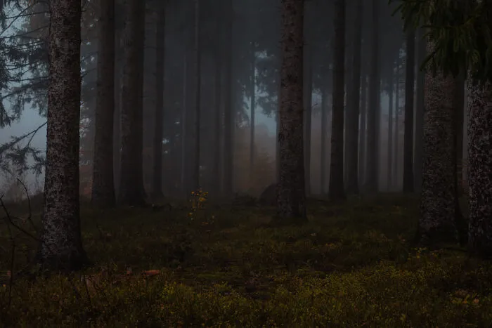 A dark, misty forest with tall pine trees, evoking spooky things people experienced in the woods