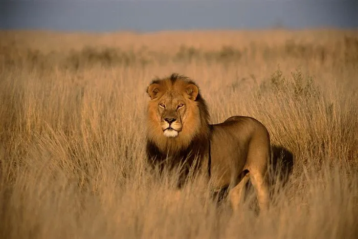 Male lion standing alert in tall dry grassland during daylight