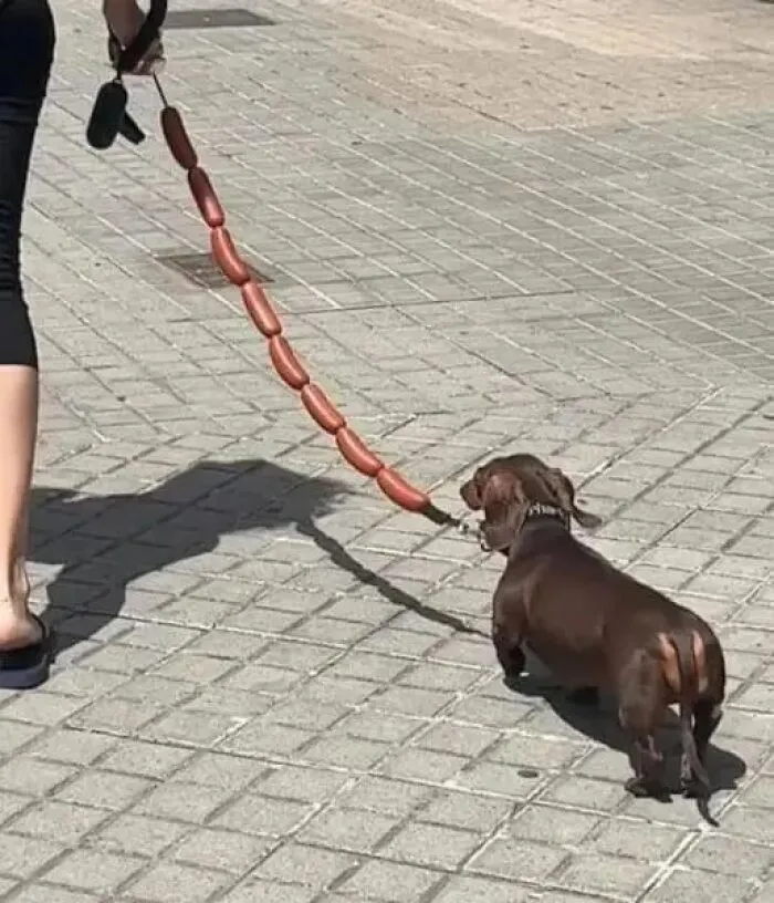 Dachshund dog leash appears as a string of sausages in cursed images