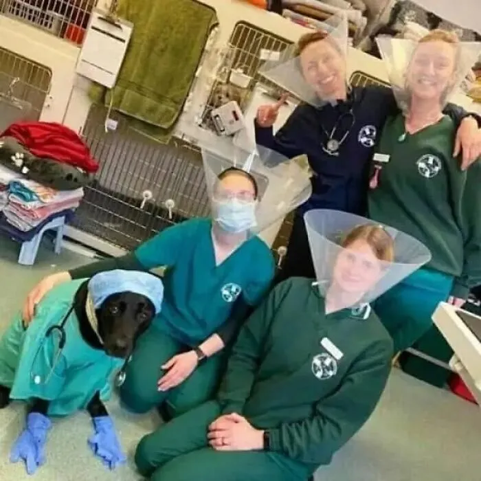 Vet staff and dog wearing surgical gloves and cones in cursed images