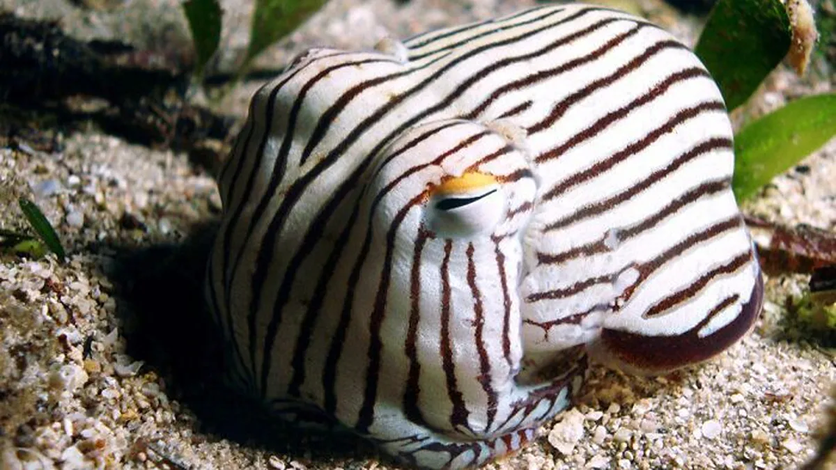66 Lesser-Known Facts About These Fascinating Animals That Might Make You Want To Know More (New Pics)