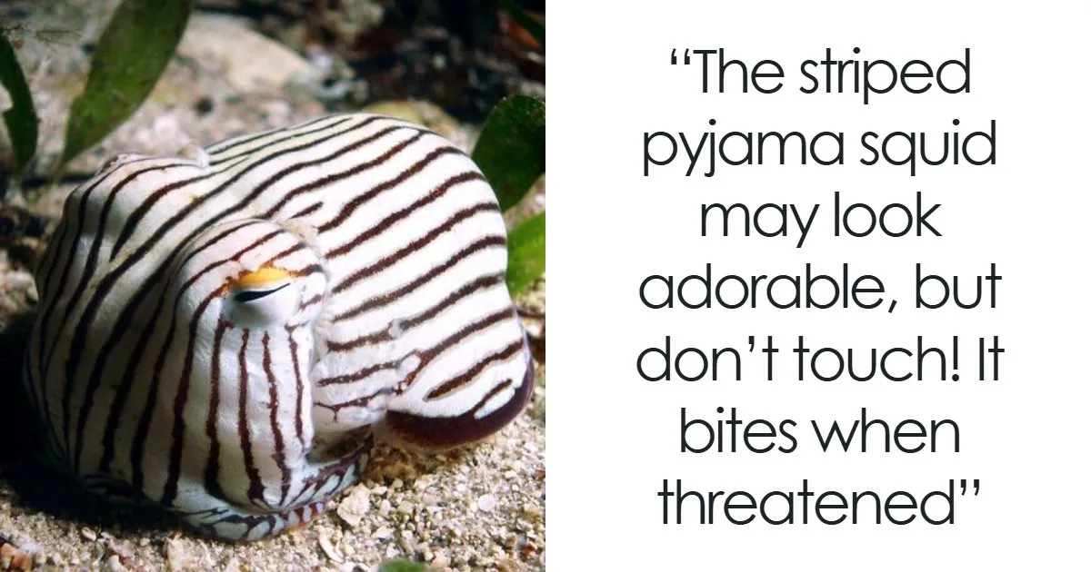 66 Fascinating Facts About Adorable Animals That Prove Nature Has A Soft Spot For The Weird (New Pics)