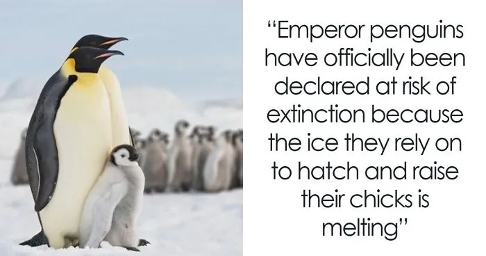66 Lesser-Known Facts About These Fascinating Animals That Might Make You Want To Know More (New Pics)