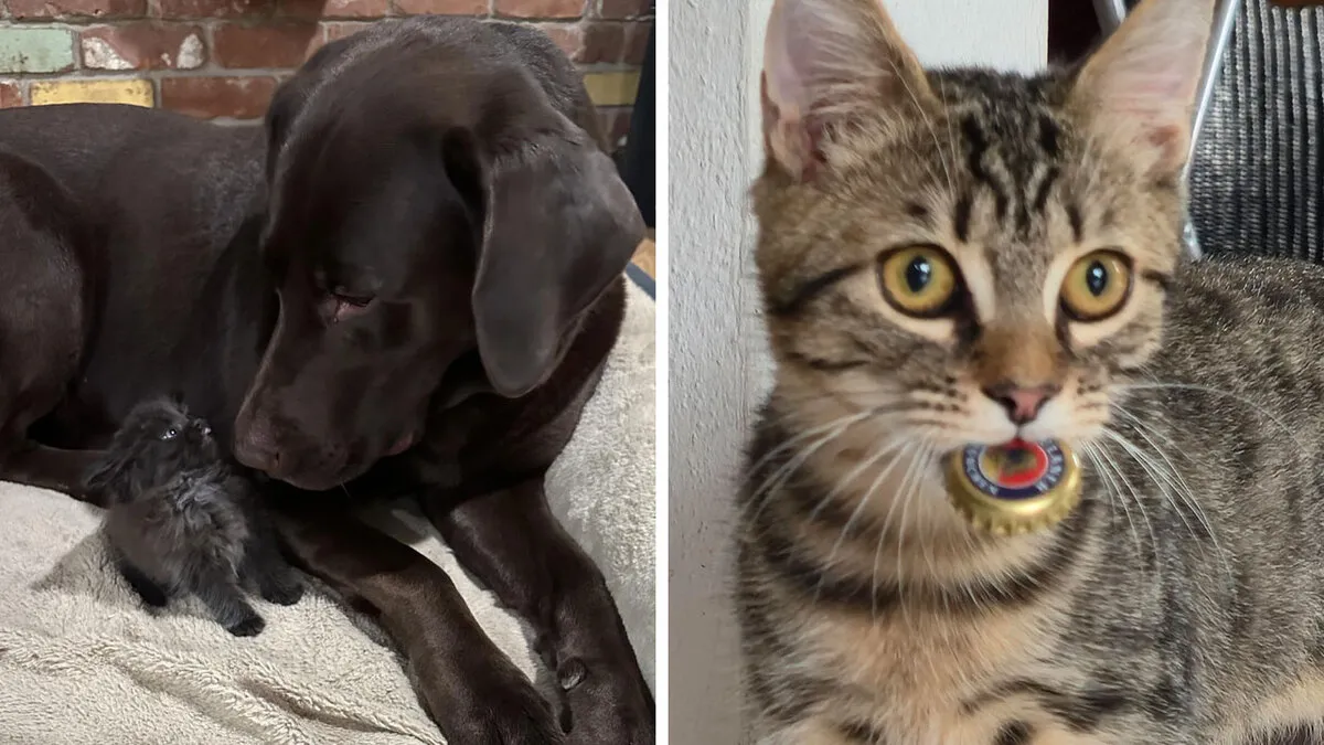82 Wholesome Animal Pics That Might Be The Nicest Thing You See Today