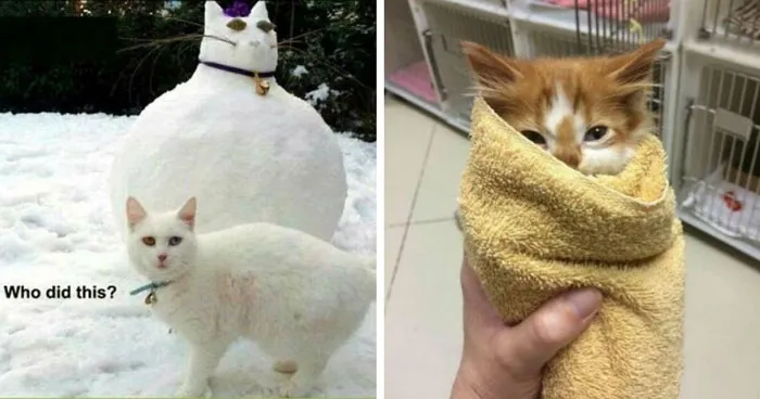 67 Old-School Memes To Remind You What The Internet Is For - Cats