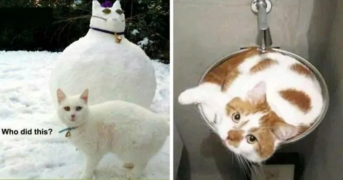67 Old-School Memes To Remind You What The Internet Is For - Cats