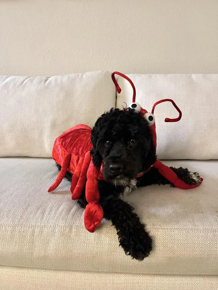A black fluffy dog wearing a red lobster pet Halloween costume lying on a white couch.
