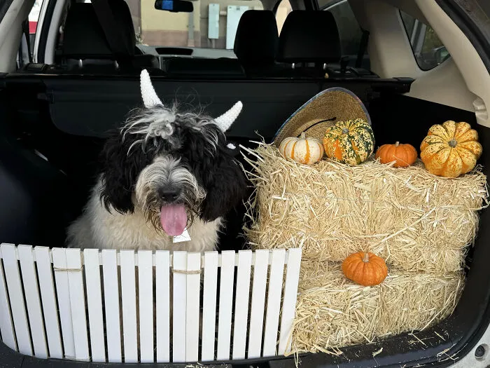 A shaggy dog wearing a cow costume with horns sitting in a car trunk with pumpkins for pet Halloween costumes.