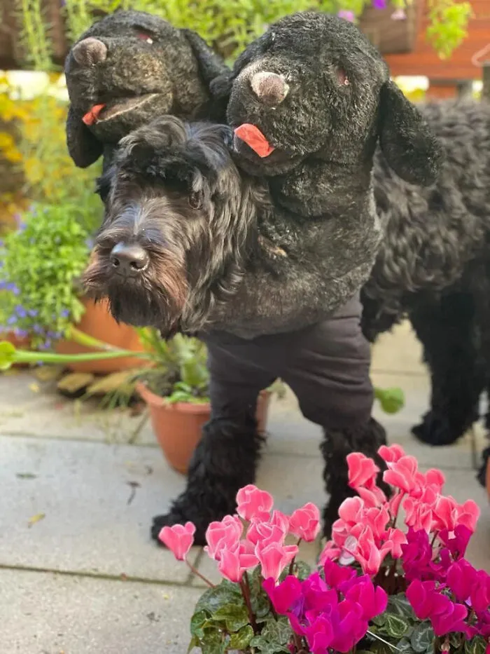A black dog wearing a three-headed Cerberus pet Halloween costume outdoors near flowers