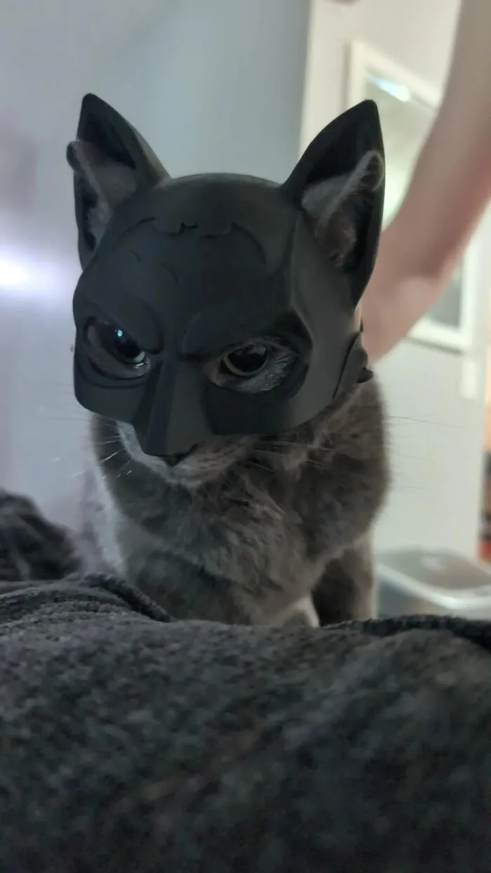A grey cat wearing a black Batman cowl mask as one of the creative pet Halloween costumes.