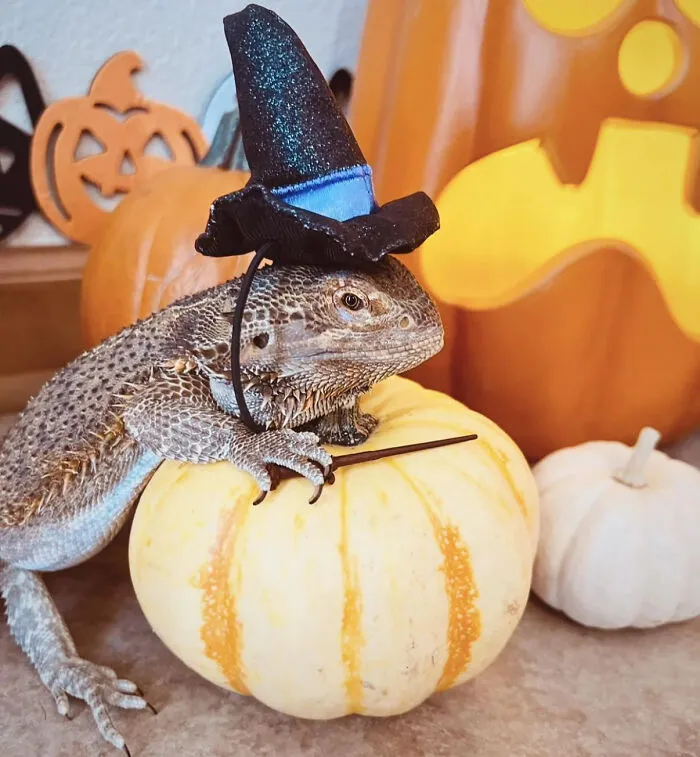 A bearded dragon wearing a witch hat and resting on a pumpkin, representing pet Halloween costumes.