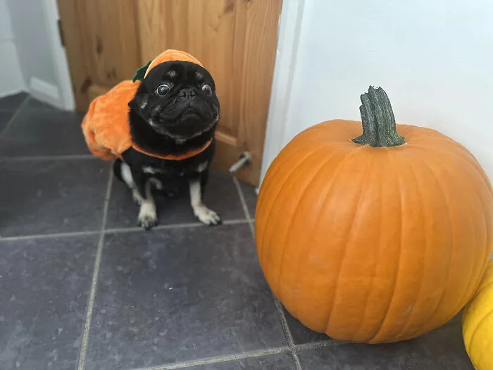A black pug dressed in a pumpkin suit sitting next to a big orange pumpkin for pet Halloween costumes.