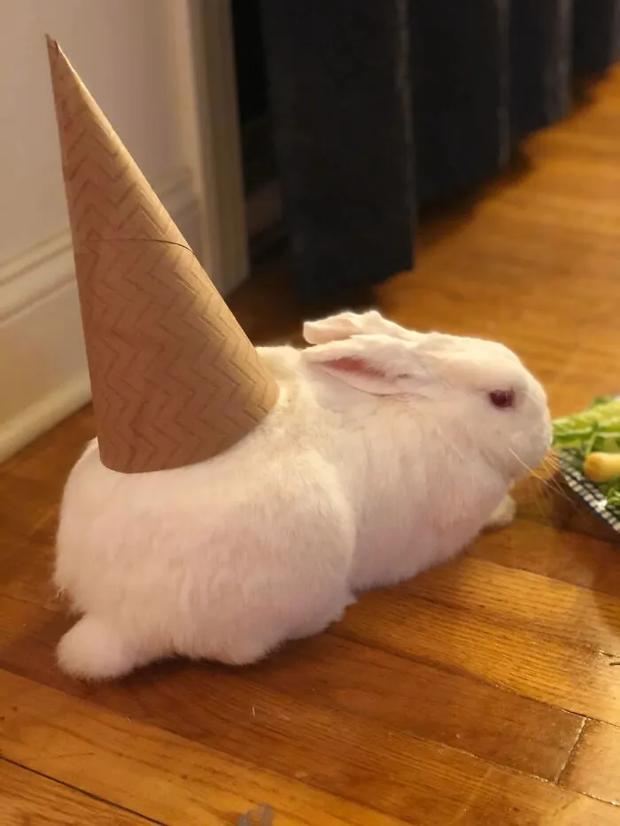 A white rabbit wearing a paper cone hat for cute pet Halloween costumes.