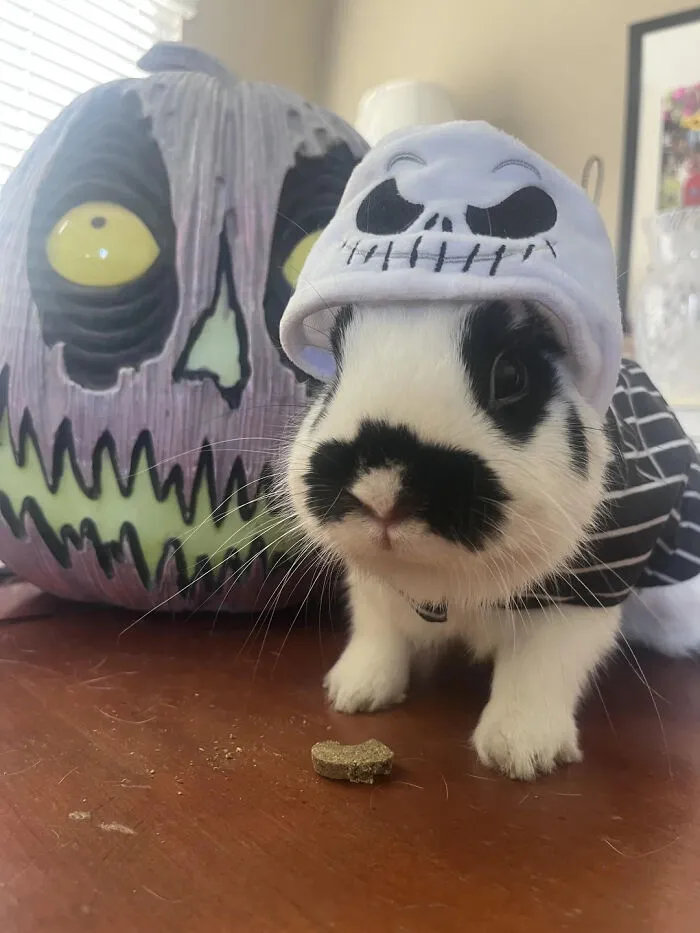 A small bunny wearing a skeleton hat next to a pumpkin for pet Halloween costumes.