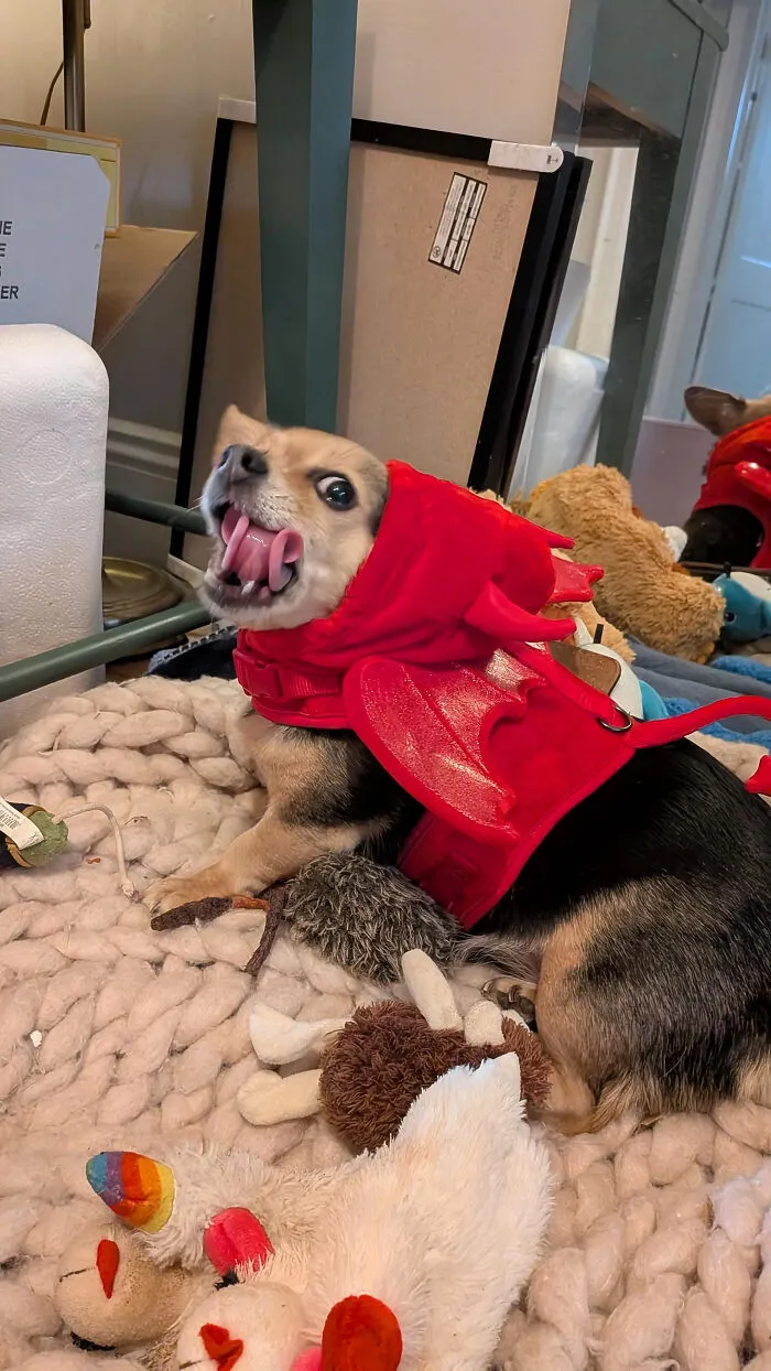 A small dog making a funny face while wearing a red dragon harness for a pet Halloween costume.