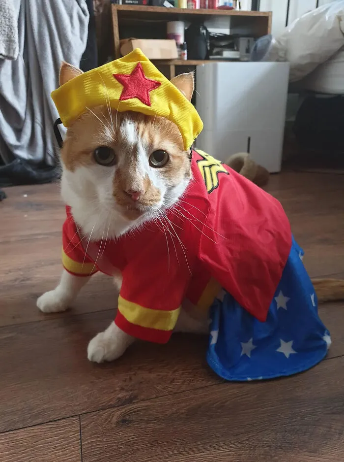 A orange and white cat wearing a Wonder Woman pet Halloween costume with a tiara and cape