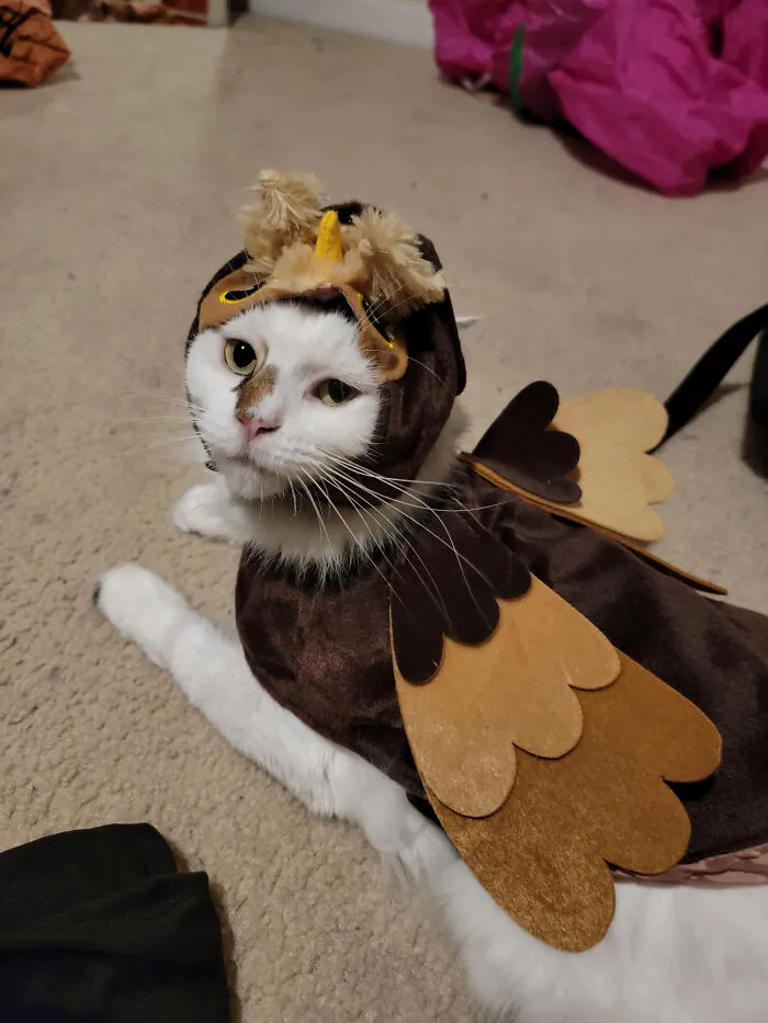 White cat dressed up in an owl pet Halloween costume with felt wings