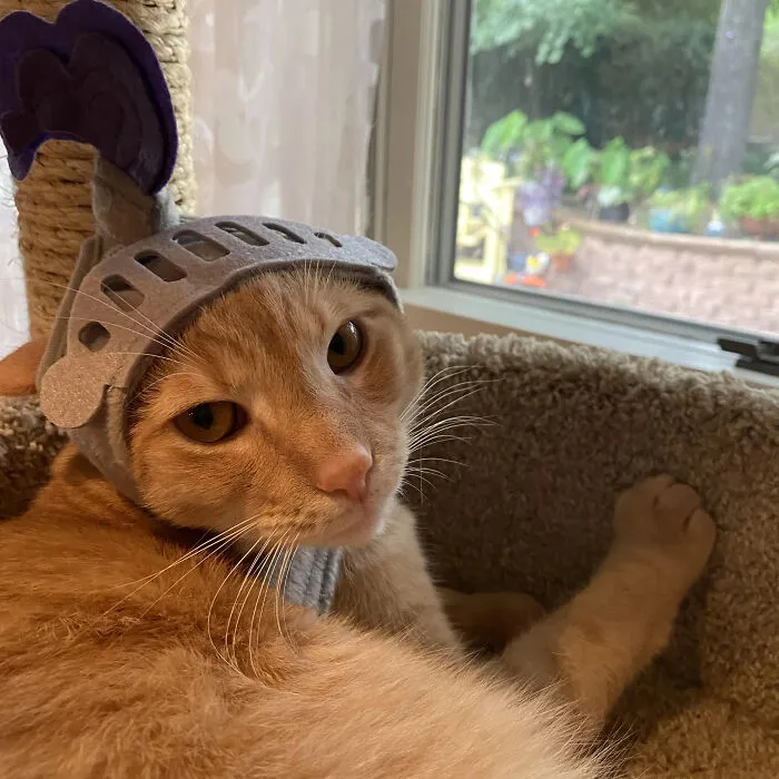 An orange tabby cat dressed in a grey knight helmet for a creative pet Halloween costume