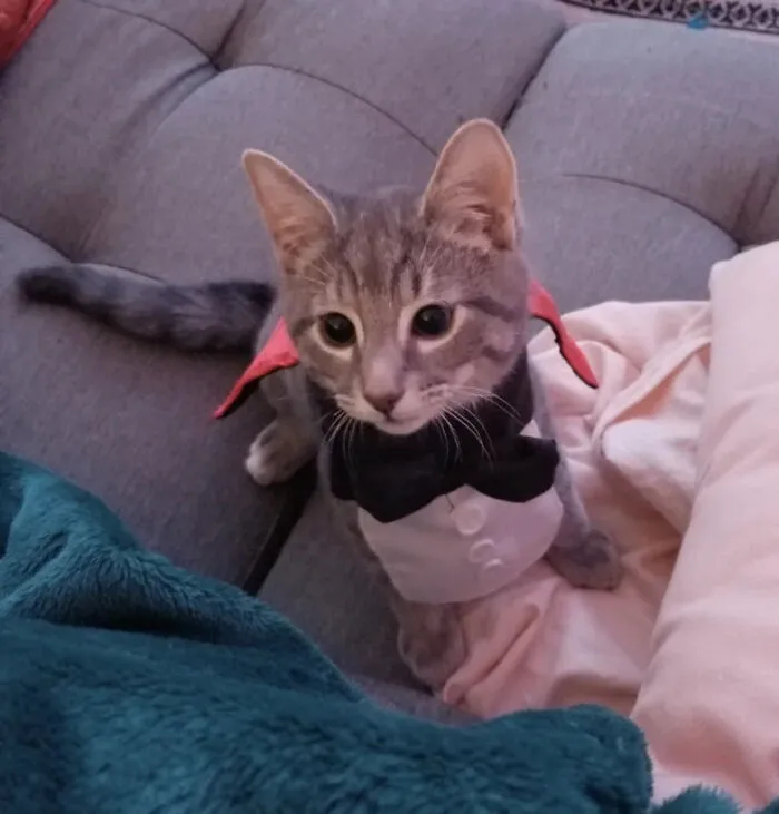 Tabby cat wearing a vampire suit as a creative pet Halloween costume