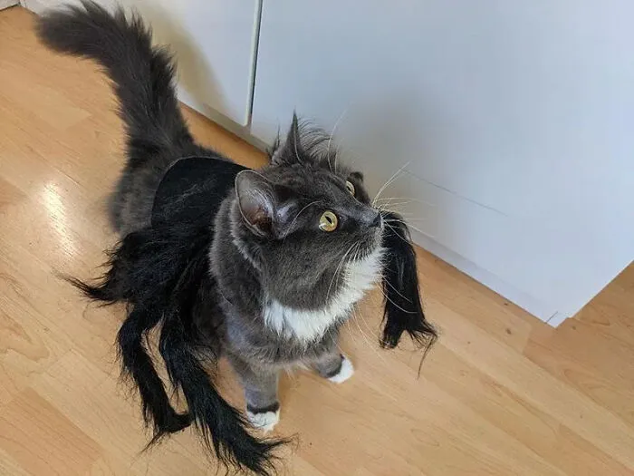A fluffy grey cat wearing black spider legs as a pet Halloween costume
