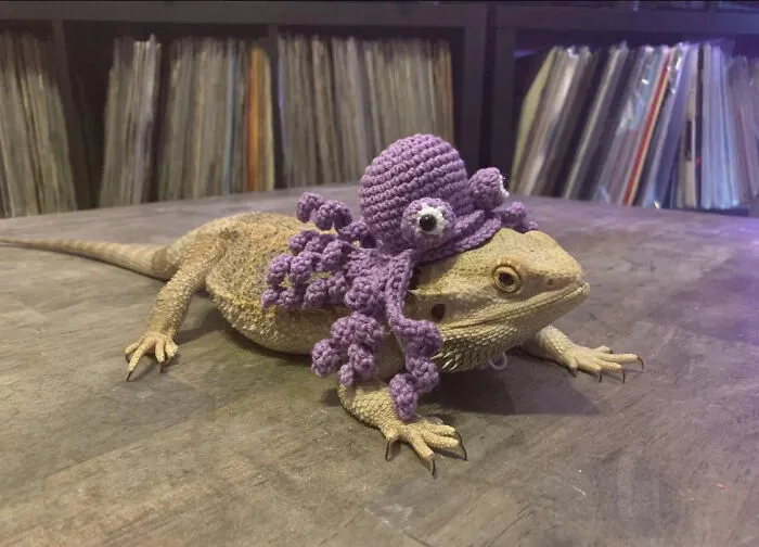 Bearded dragon wearing a purple crocheted octopus hat for a pet Halloween costume