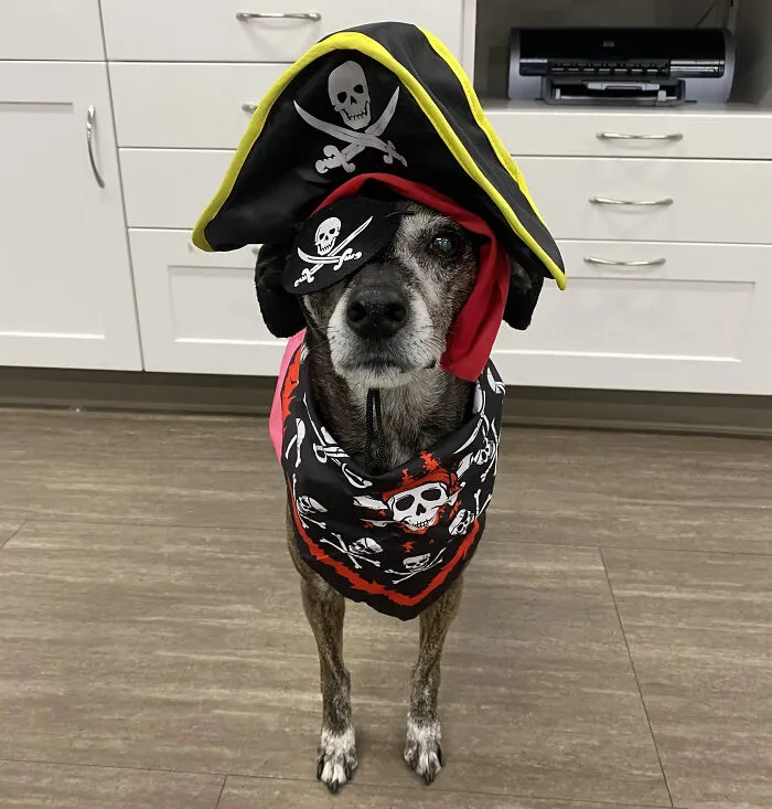 A dog dressed up with a pirate hat and eye patch as a fun pet Halloween costume.
