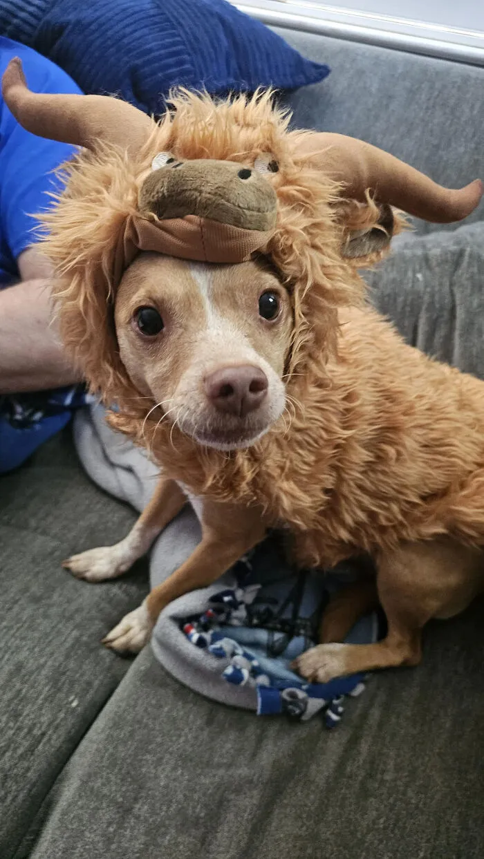 A small dog wearing a fuzzy brown bison headpiece as a creative pet Halloween costume.
