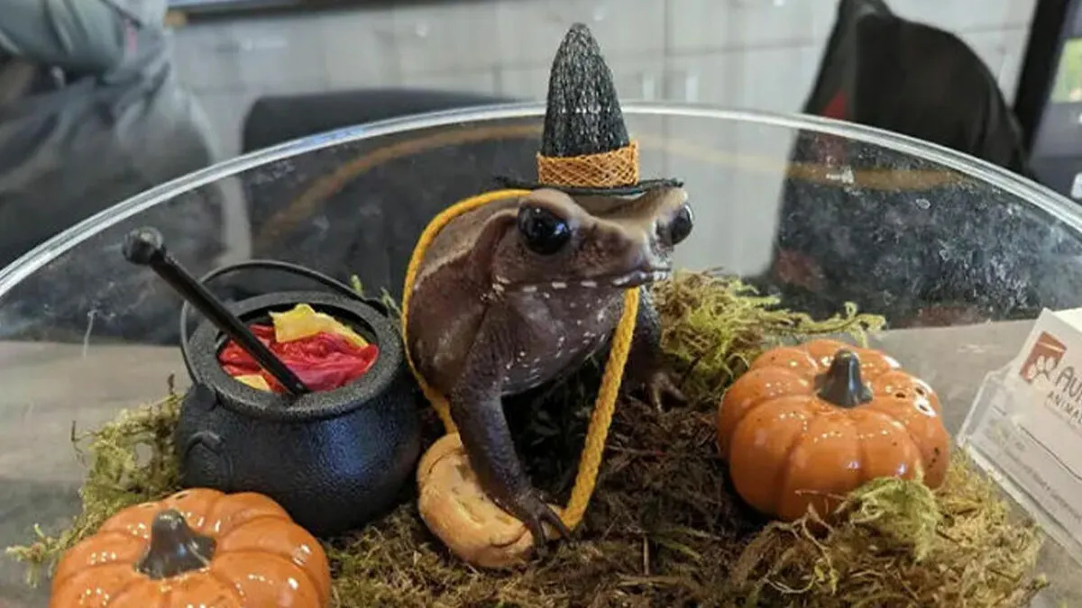 70 Of The Cutest And Most Creative Pet Halloween Costumes
