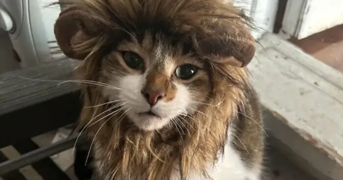 70 Pet Owners Who Put Serious Effort Into Their Animals’ Halloween Costumes