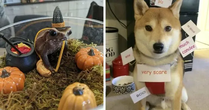 70 Pet Owners Who Put Serious Effort Into Their Animals’ Halloween Costumes