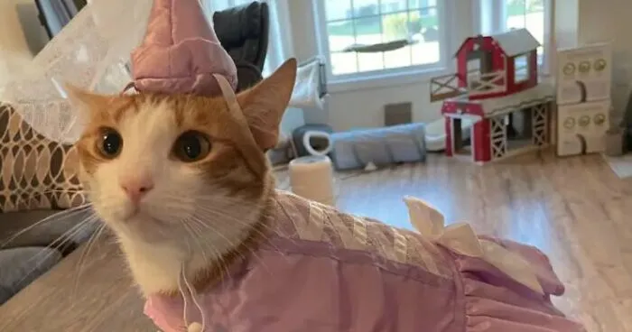 70 Of The Cutest And Most Creative Pet Halloween Costumes