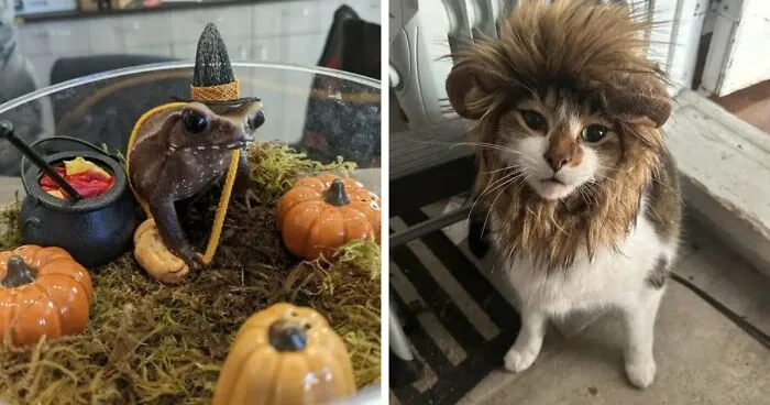 70 Of The Cutest And Most Creative Pet Halloween Costumes