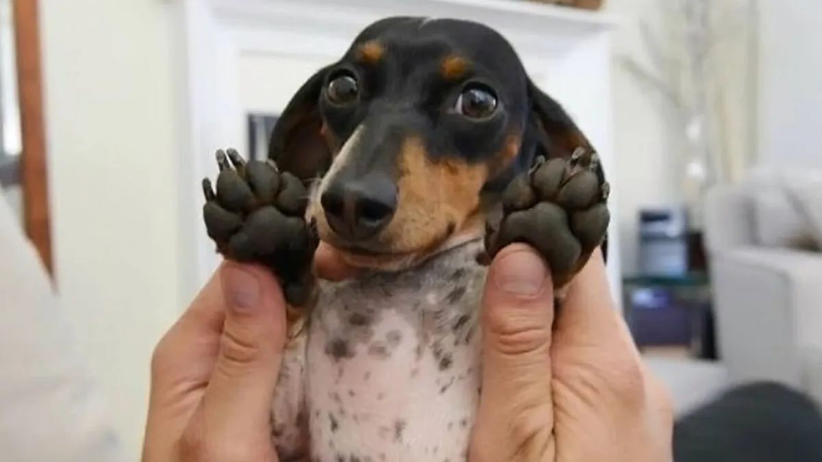 24 Wholesome Puppy Pics Shared By This Page That Might Just Cure Your Bad Mood