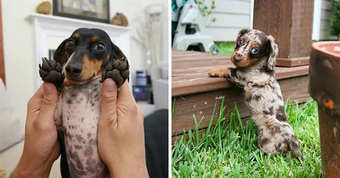 24 Wholesome Puppy Pics Shared By This Page That Might Just Cure Your Bad Mood