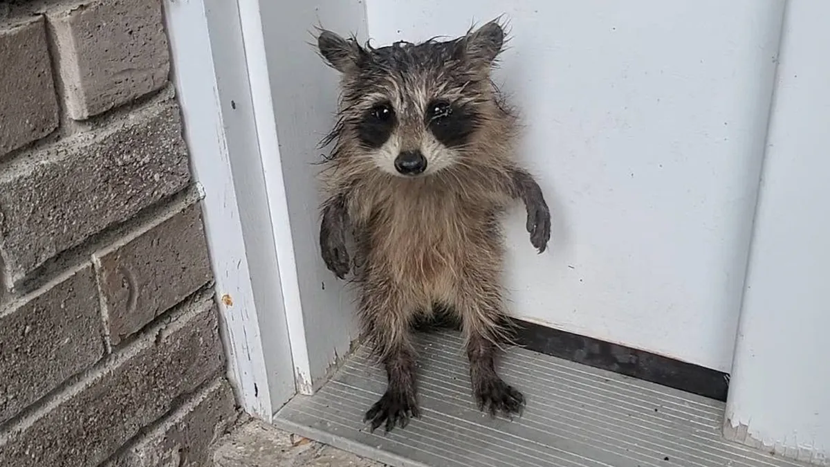 10 Times Raccoons Stole Hearts Online With Their Unexpectedly Sweet Antics