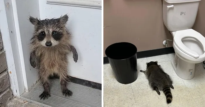 10 Raccoon Stories Filled With Tiny Paws, Unlikely Friendships, And Plenty Of Aww Moments