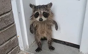 10 Times Raccoons Stole Hearts Online With Their Unexpectedly Sweet Antics