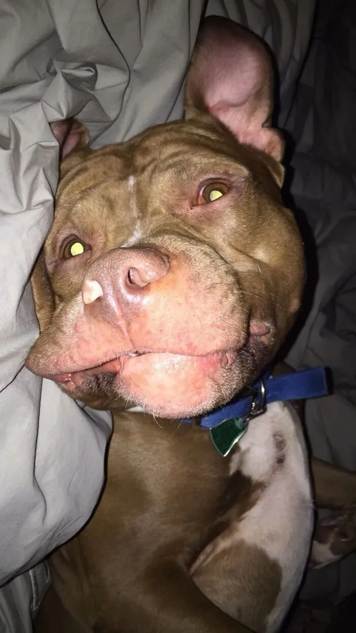 Brown dog relaxing in bed sharing life stories with pets