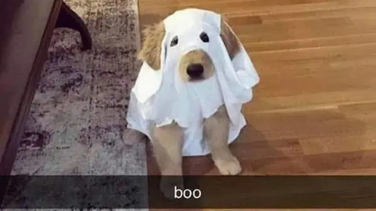 These 78 Halloween Memes Are Perfect For Those Who Like Their Spooky Season A Little Twisted