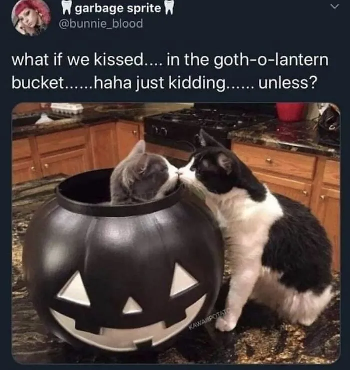 Funny Halloween meme featuring two cats kissing next to a black jack-o-lantern bucket
