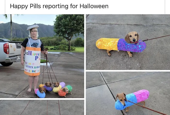 Halloween meme of a owner dressed as a pill bottle with dachshund dogs dressed in colorful pill costumes.