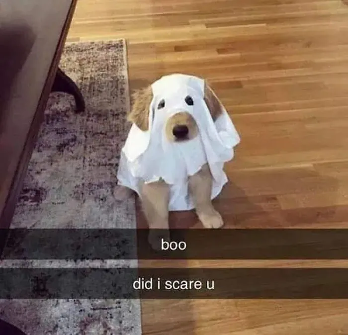 Adorable puppy dressed in a ghost sheet costume for spooky season