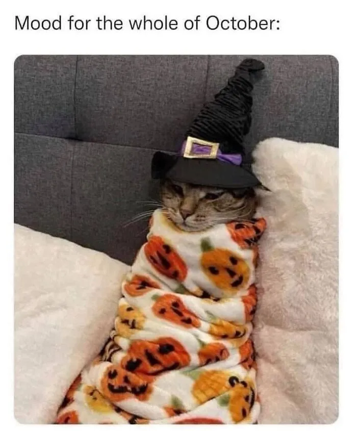 Cozy Halloween memes showing a cat wrapped in a pumpkin blanket wearing a witch hat