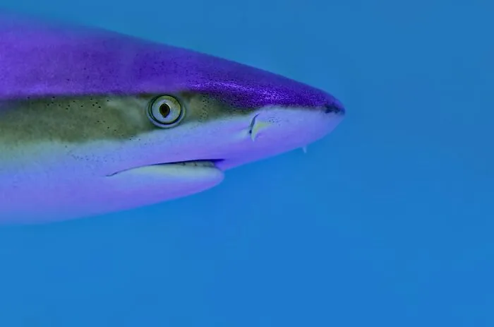 Close-up of a shark face swimming in blue water, a common Hollywood movie trope.