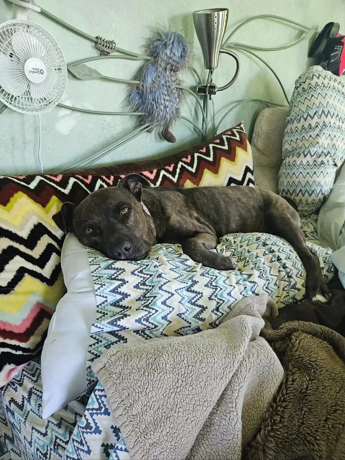 A brindle dog relaxes on colorful patterned pillows, a cozy moment from their pet life stories