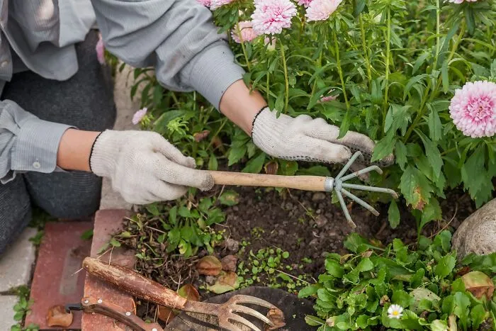 Hands in gardening gloves using a small rake near pink flowers, illustrating mil stories about family drama.